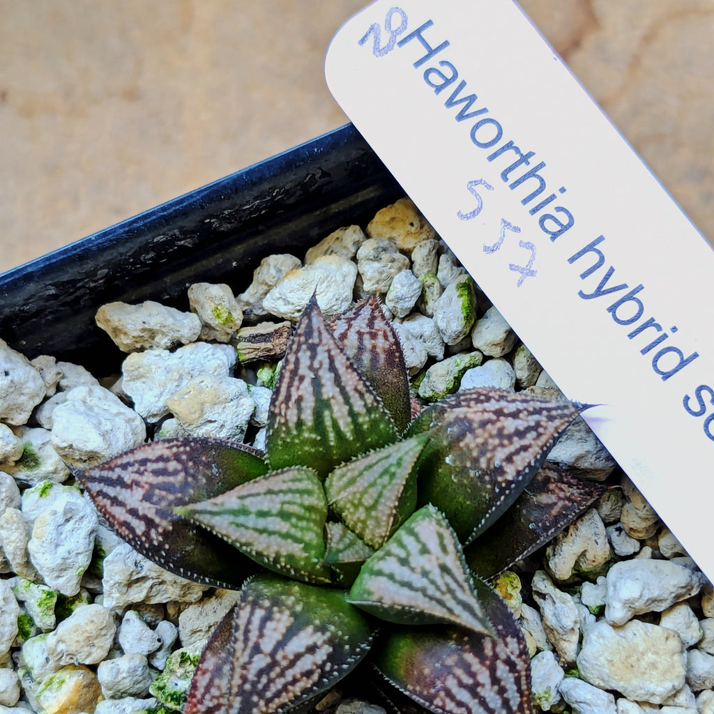 Haworthia  hybrid series PP557 #20
