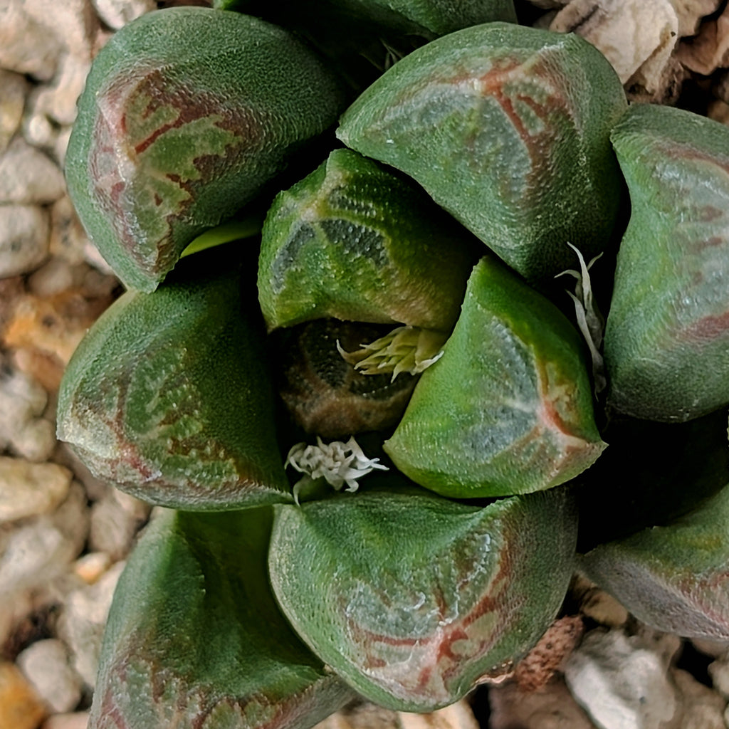 Haworthia "Peacock" PP153 hybrid #20
