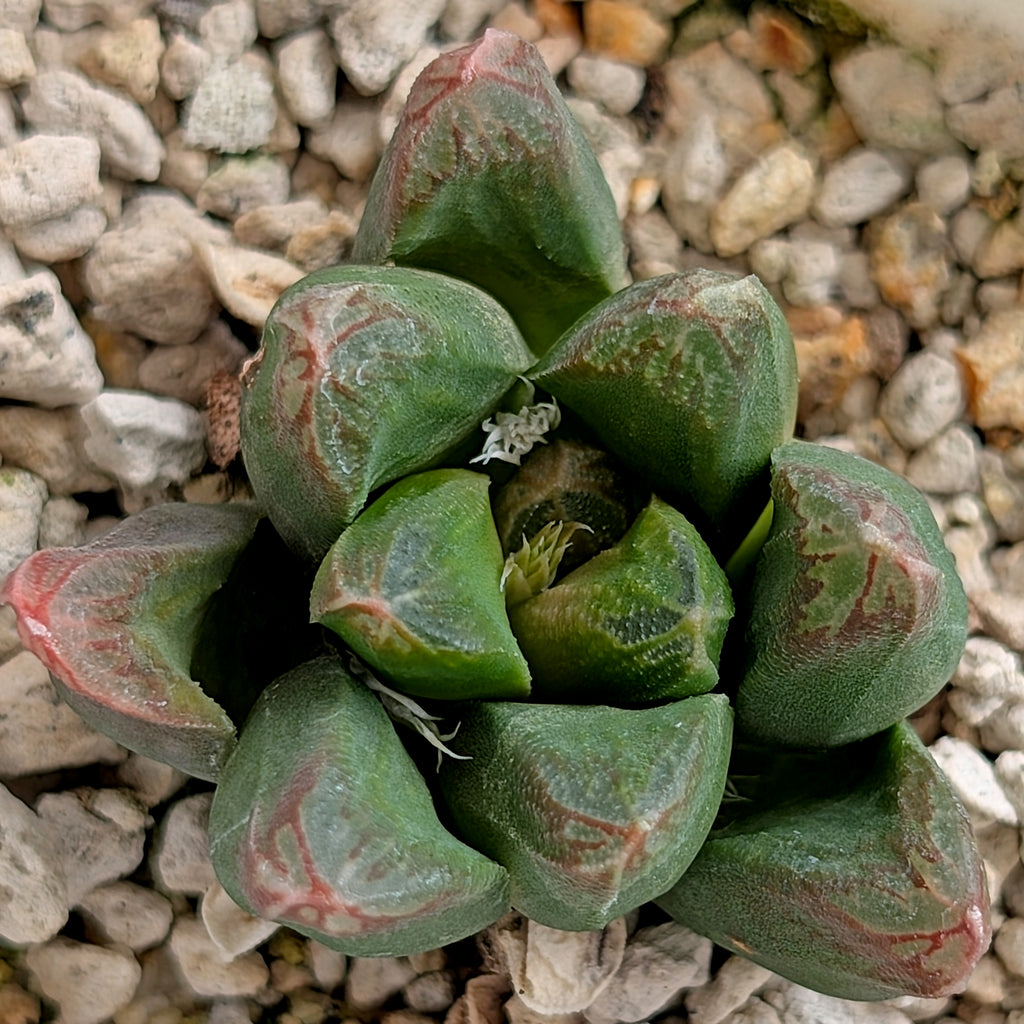 Haworthia "Peacock" PP153 hybrid #20