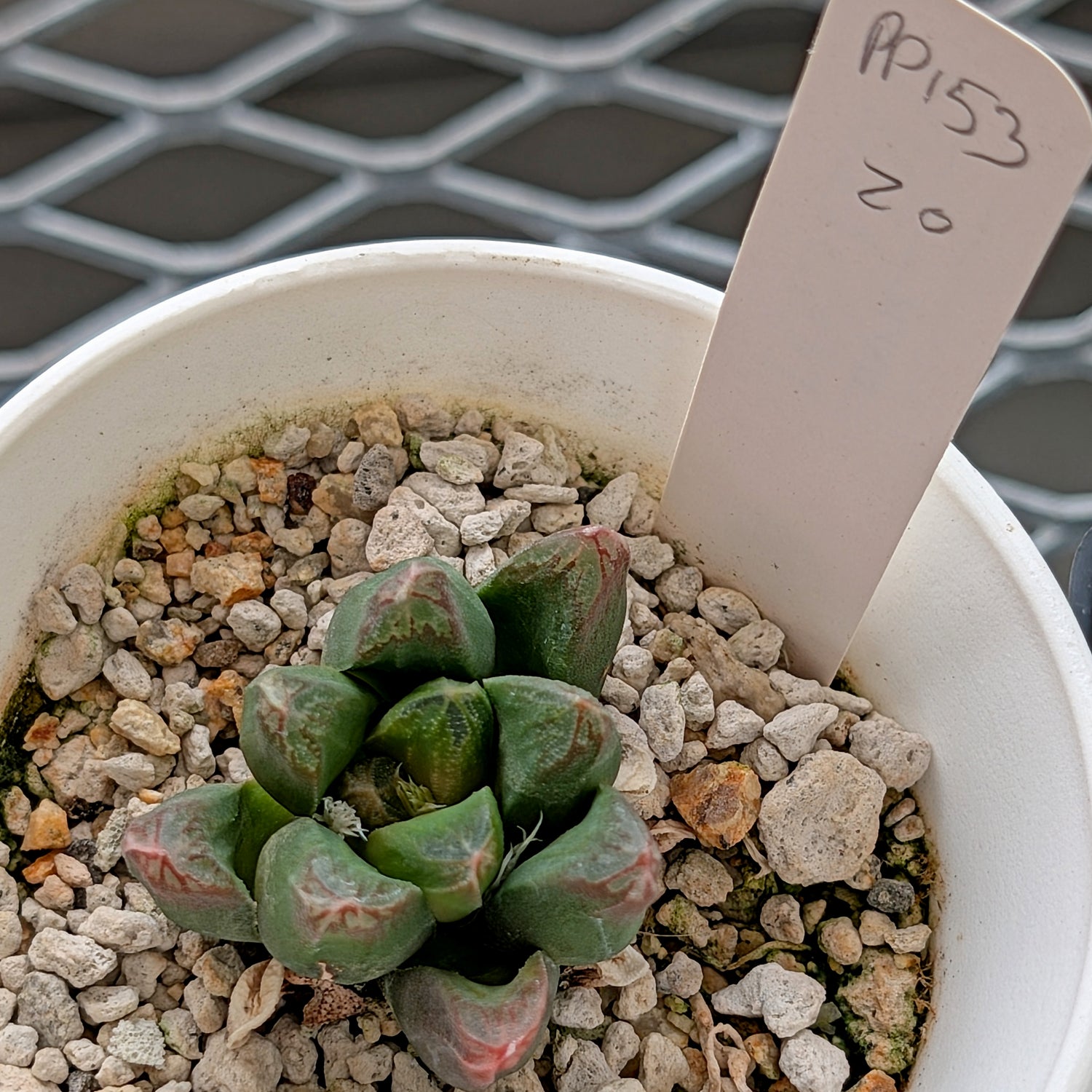 Haworthia "Peacock" PP153 hybrid #20