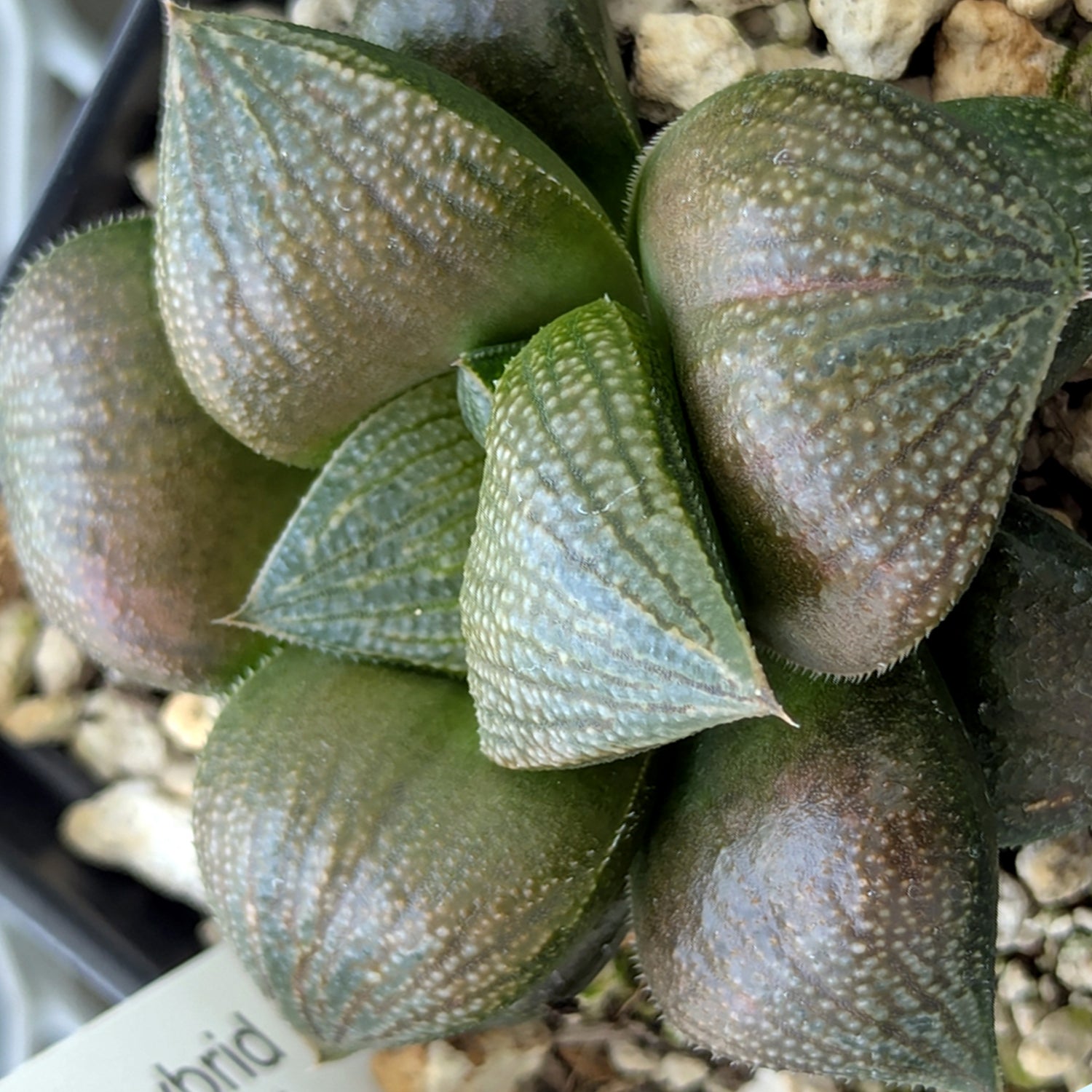 Haworthia PP570 hybrid series #20