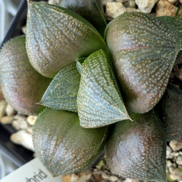 Haworthia PP570 hybrid series #20