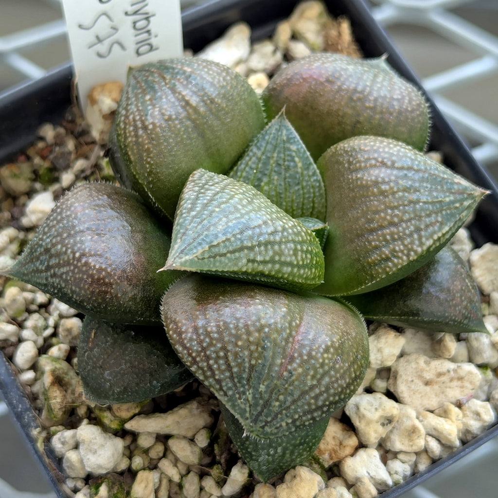Haworthia PP570 hybrid series #20