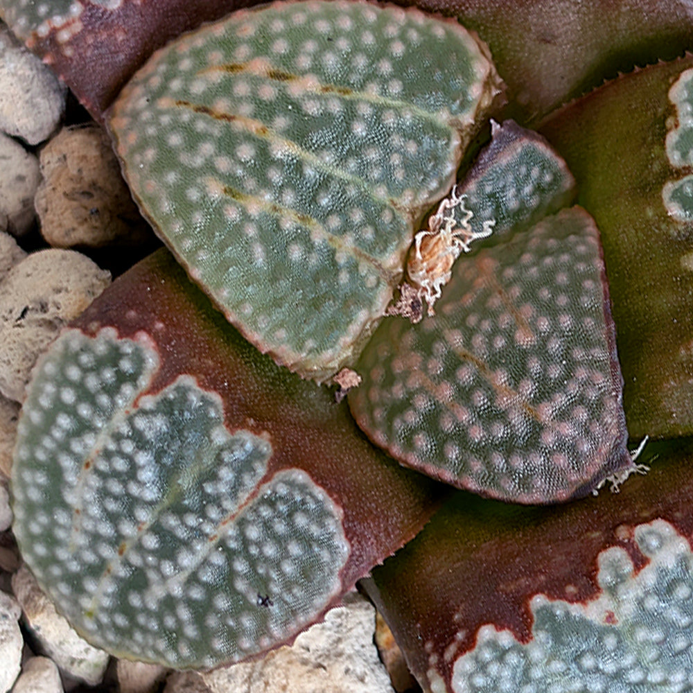 Haworthia "TetraTreasures" PP631 groenewaldii hybrid series #20
