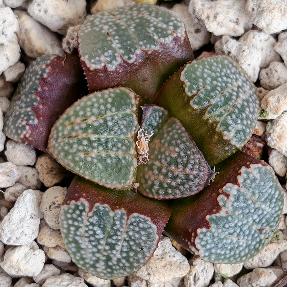Haworthia "TetraTreasures" PP631 groenewaldii hybrid series #20