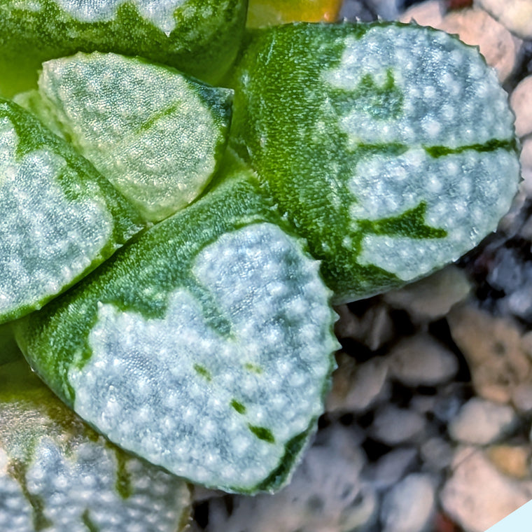 Haworthia 