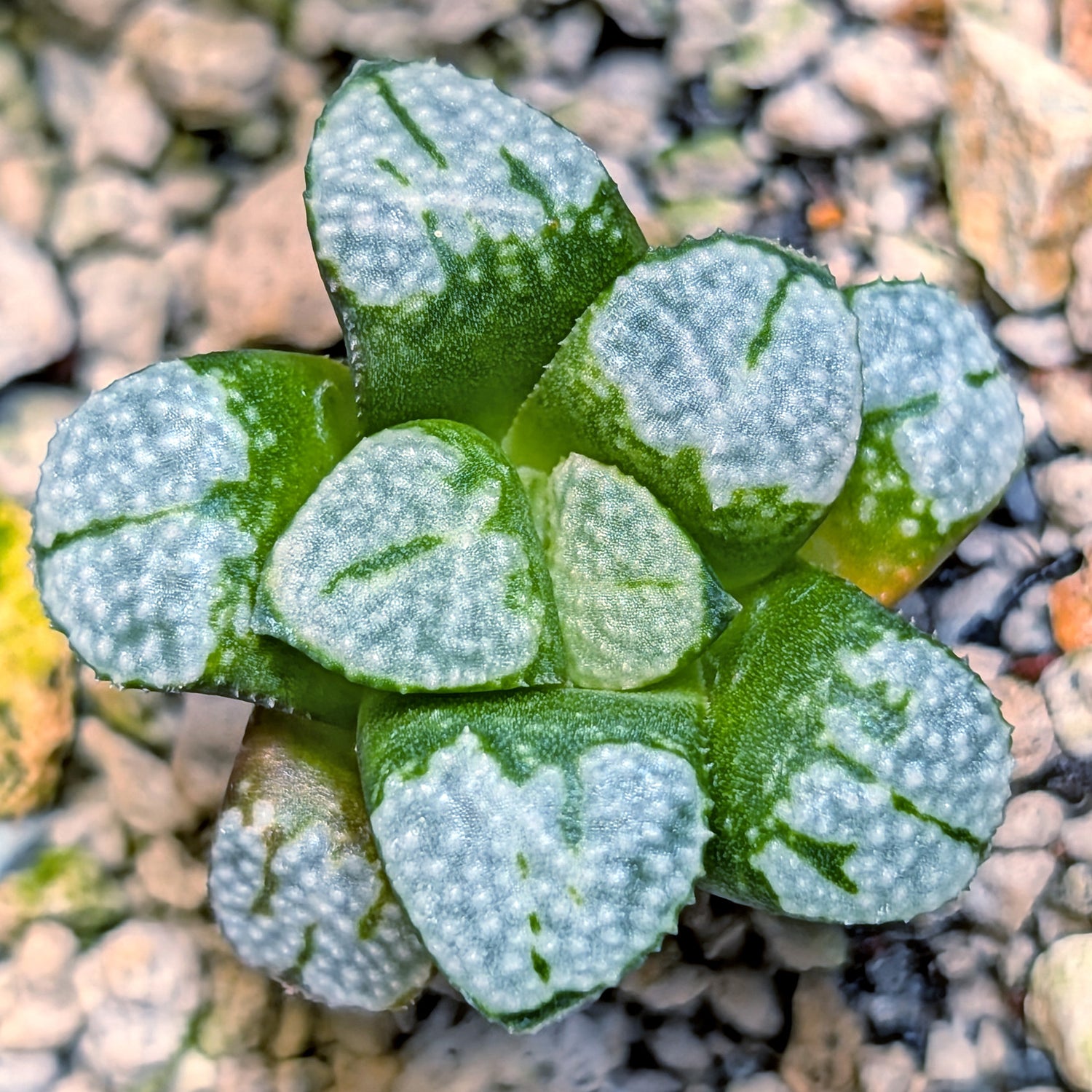 Haworthia "TetraTreasures" PP631 groenewaldii hybrid series #20