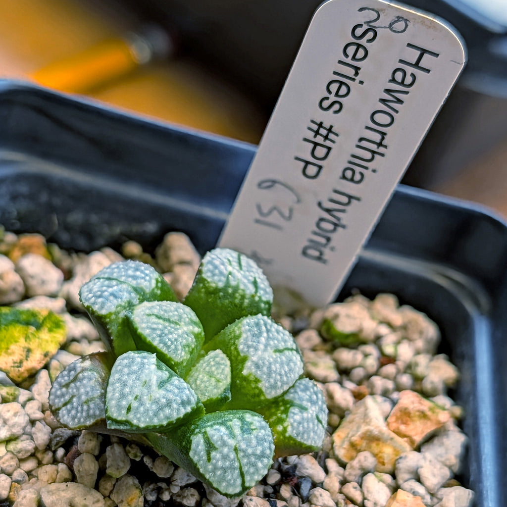 Haworthia "TetraTreasures" PP631 groenewaldii hybrid series #20