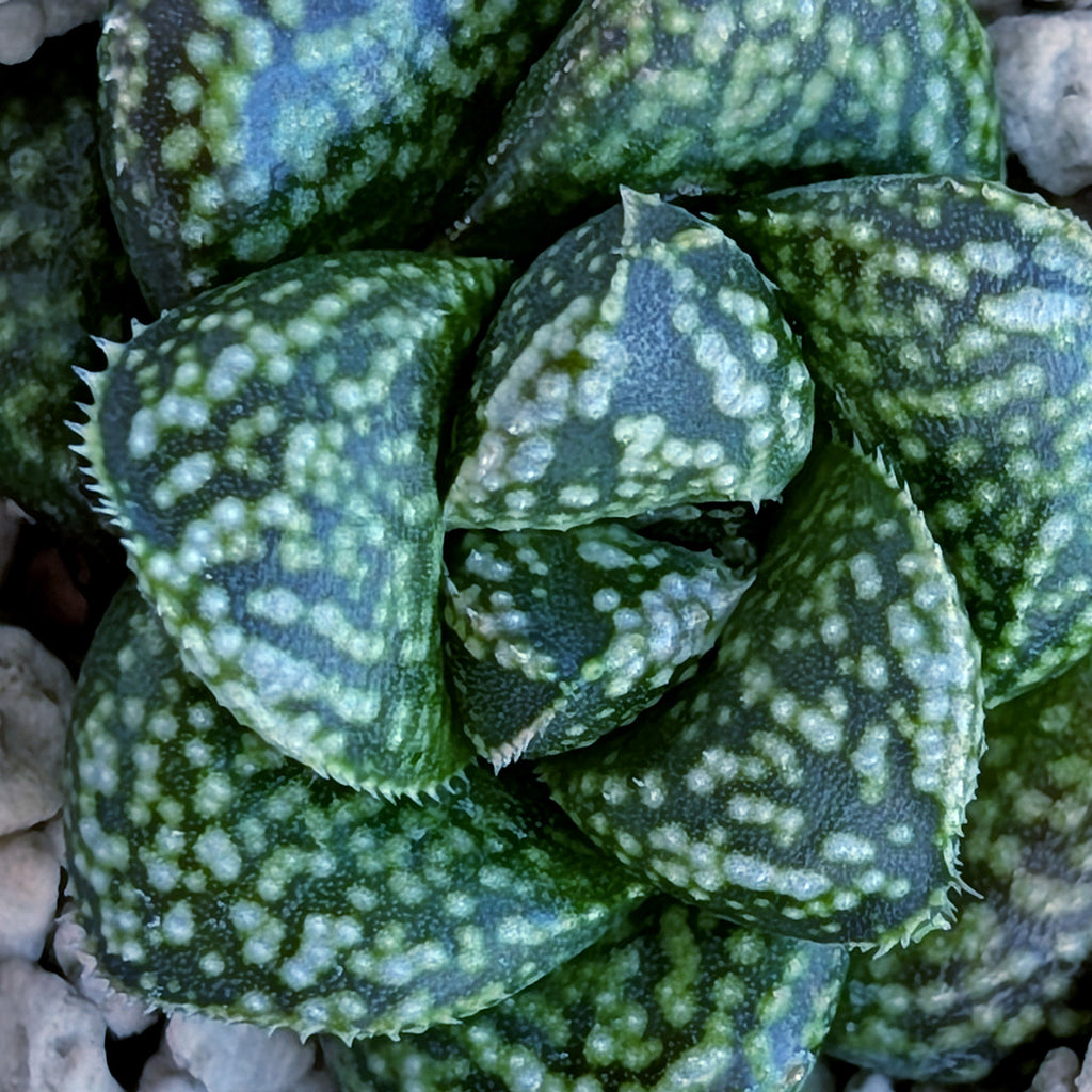 Haworthia PP669 hybrid series #20
