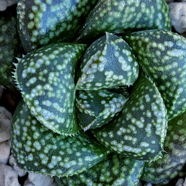 Haworthia PP669 hybrid series #20