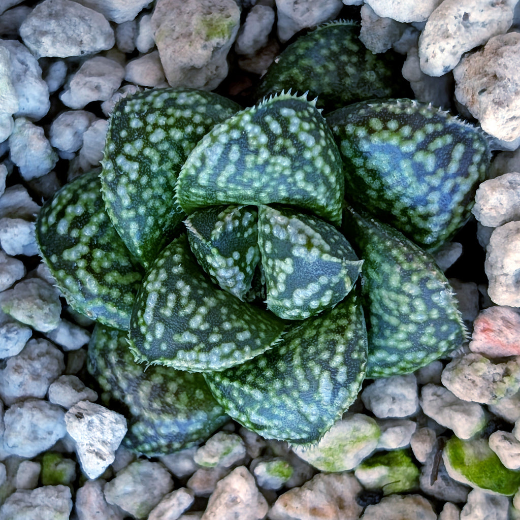 Haworthia PP669 hybrid series #20