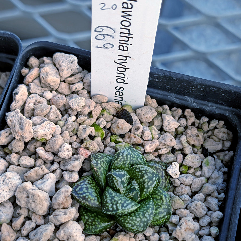 Haworthia PP669 hybrid series #20