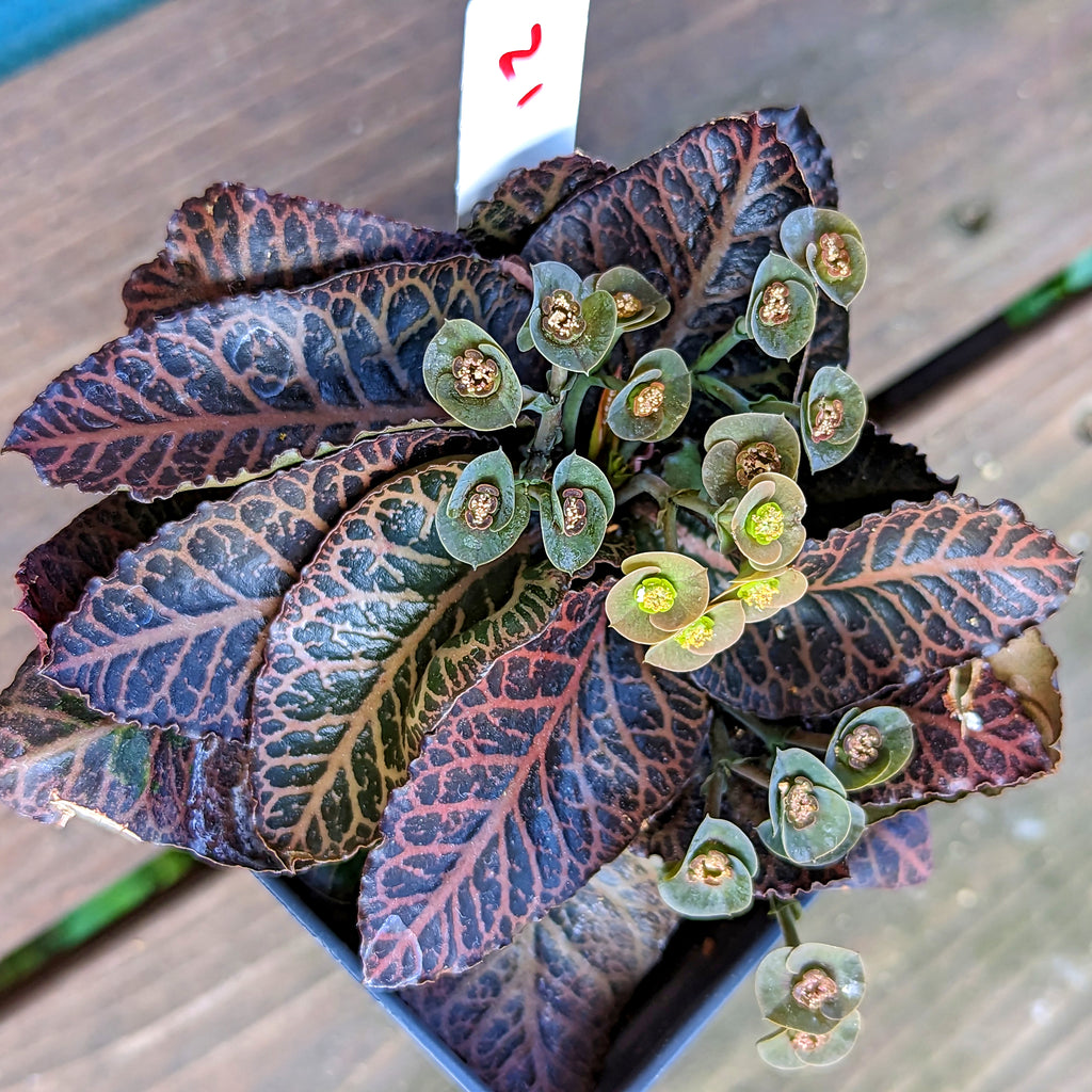 Euphorbia francoisii #21 SOLD OUT