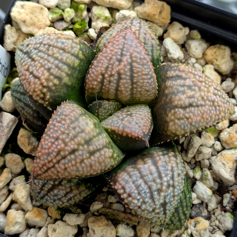 Haworthia 