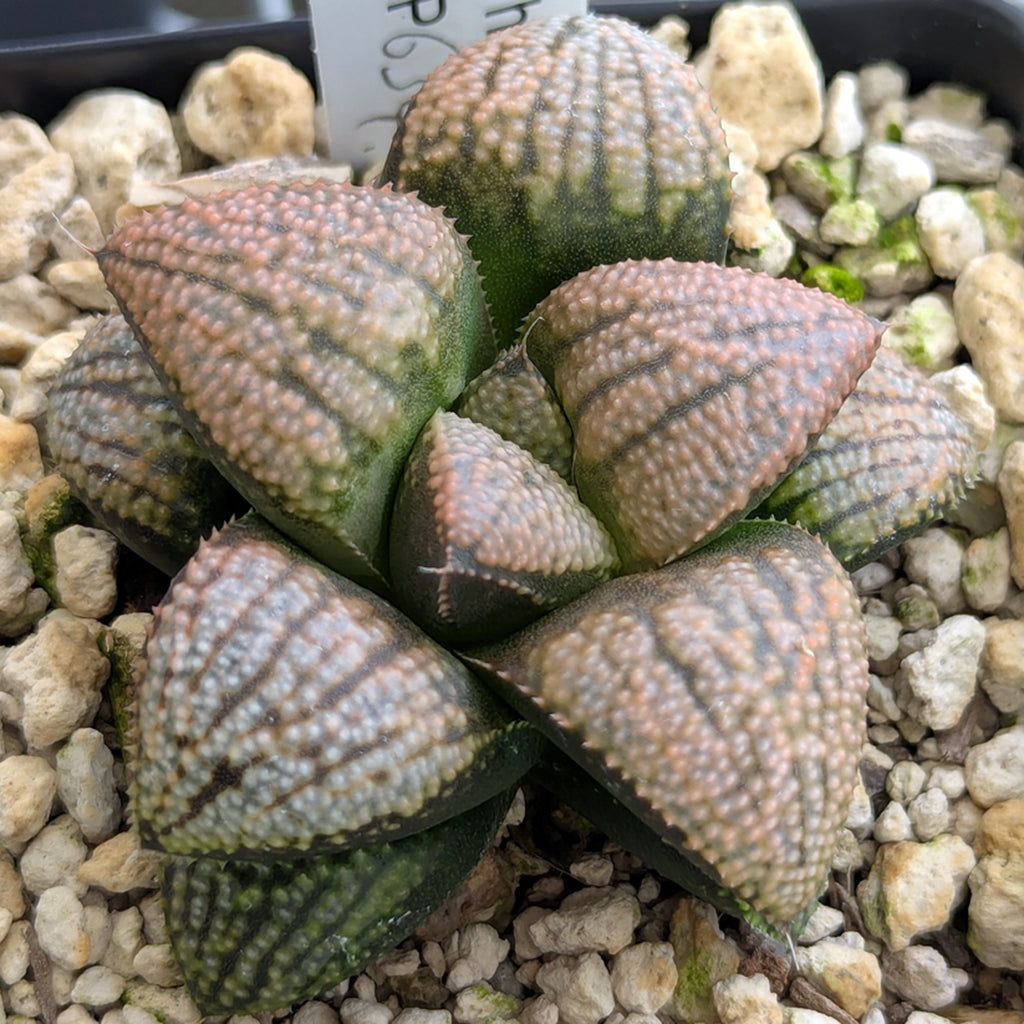 Haworthia "TetraTreasures" PP634 hybrid series #21