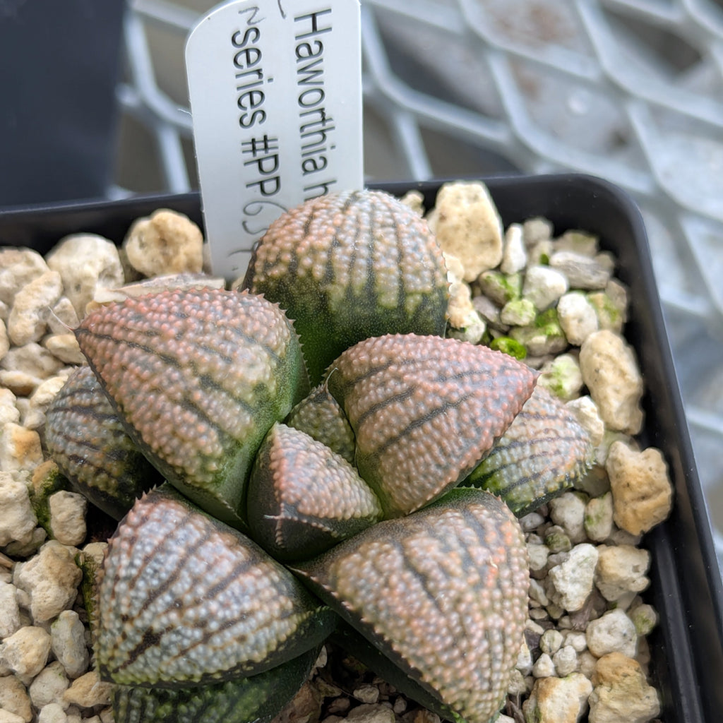 Haworthia "TetraTreasures" PP634 hybrid series #21