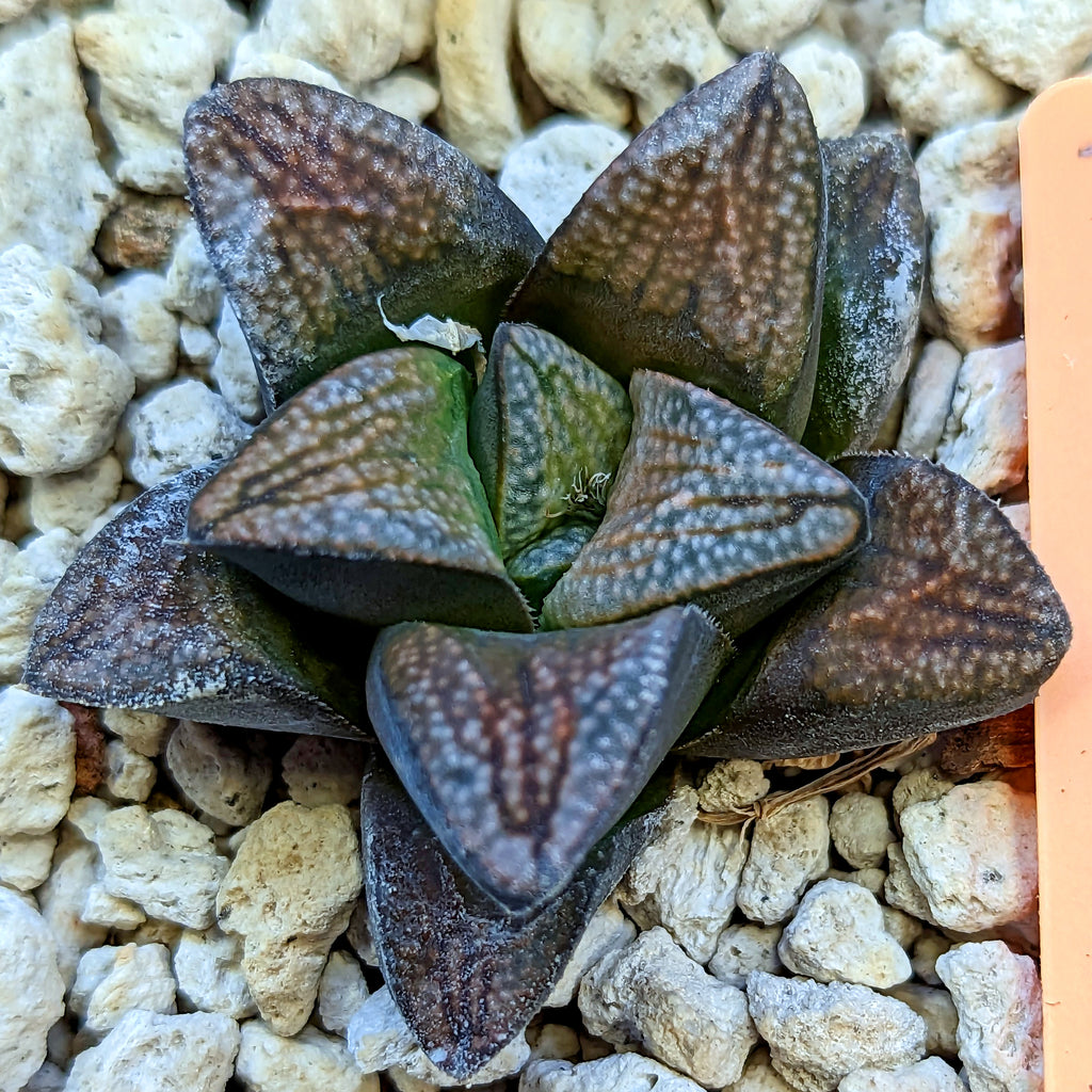 Haworthia  groenewaldii hybrid series PP415 #21 SOLD OUT