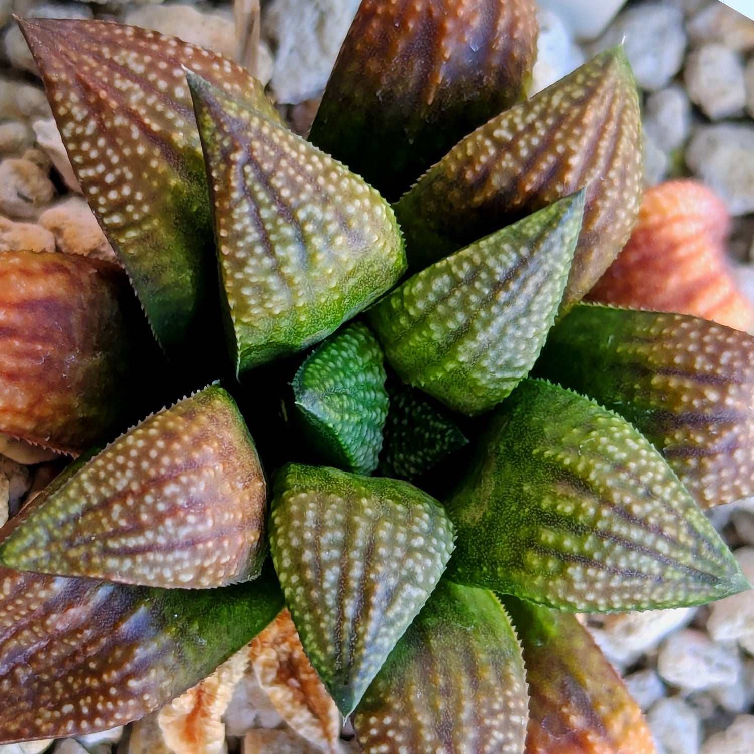 Haworthia  hybrid series PP521 #21