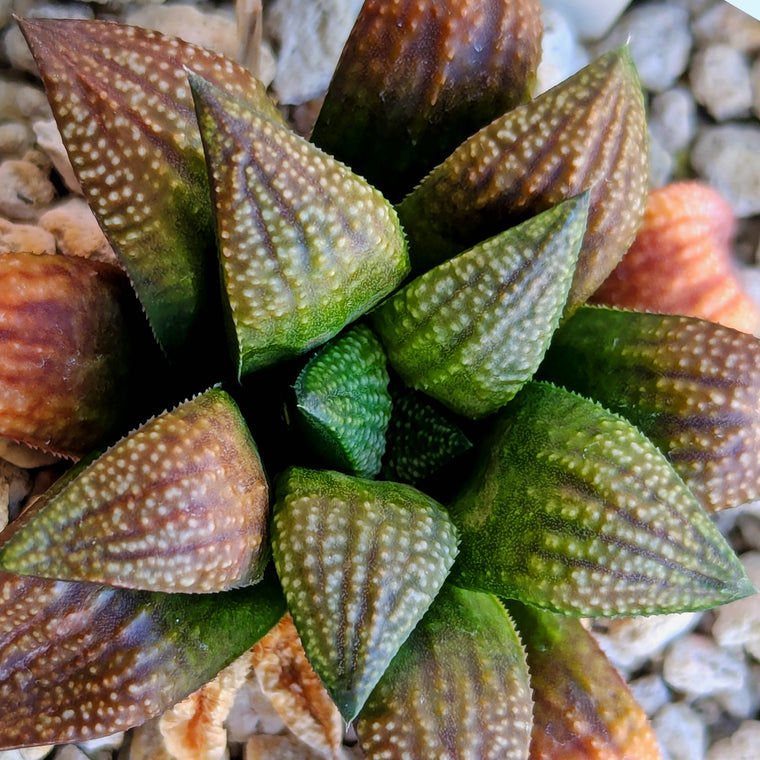 Haworthia  hybrid series PP521 #21