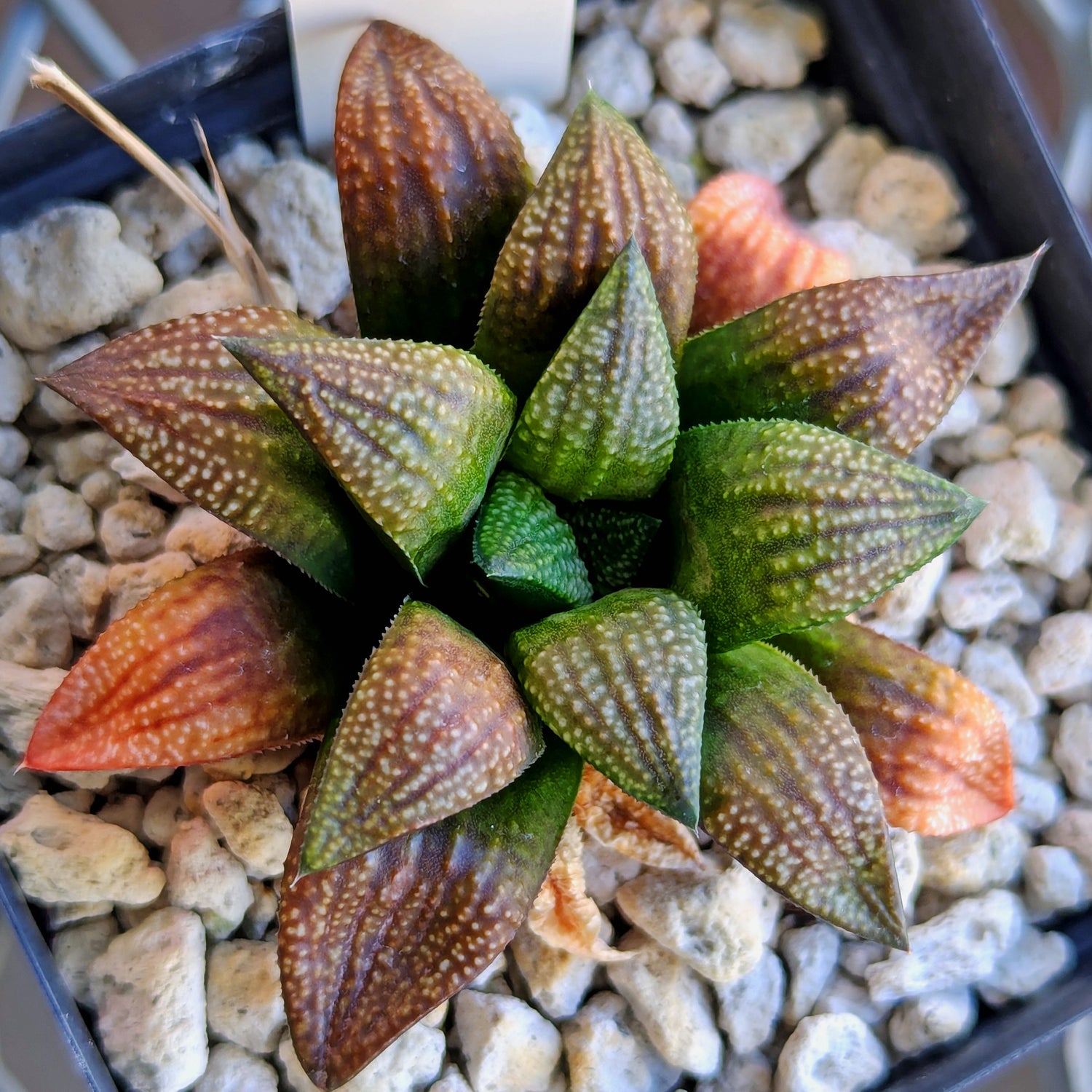Haworthia  hybrid series PP521 #21