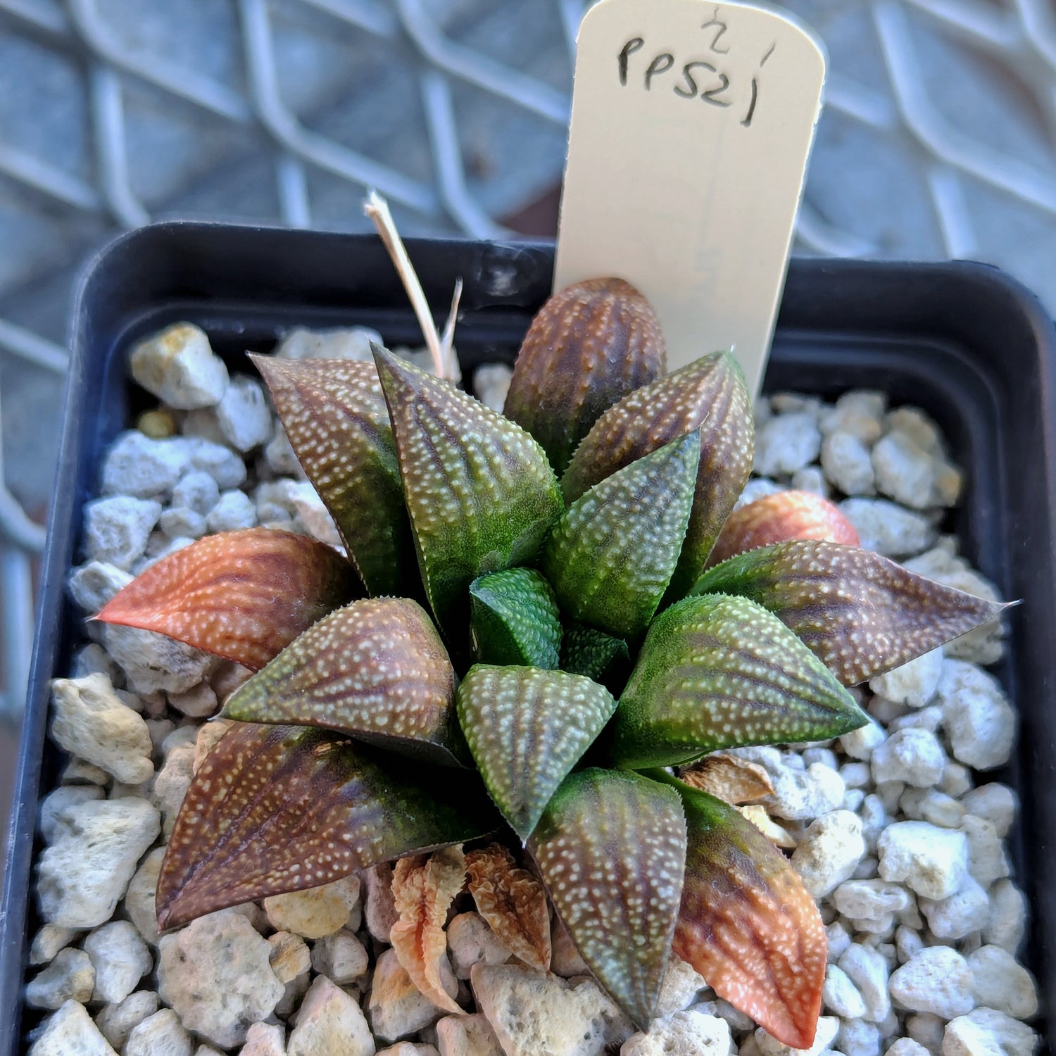 Haworthia  hybrid series PP521 #21