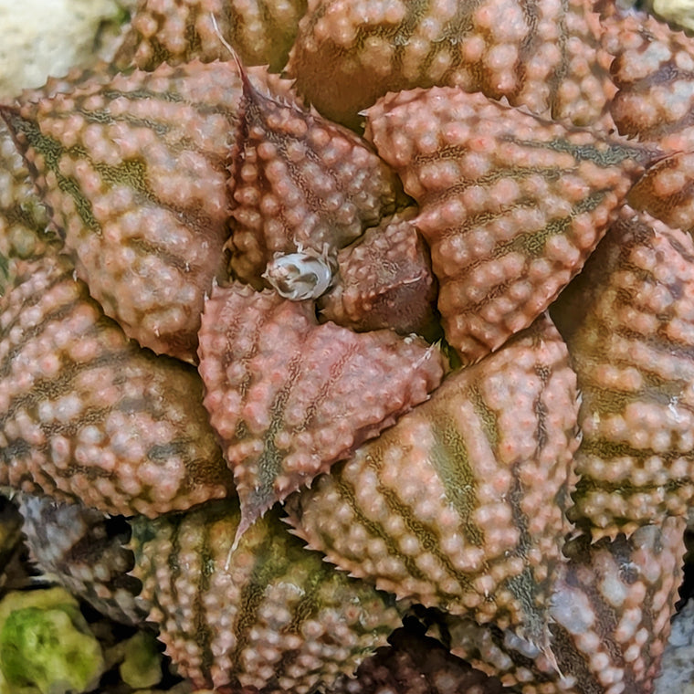 Haworthia  hybrid series PP573 #21