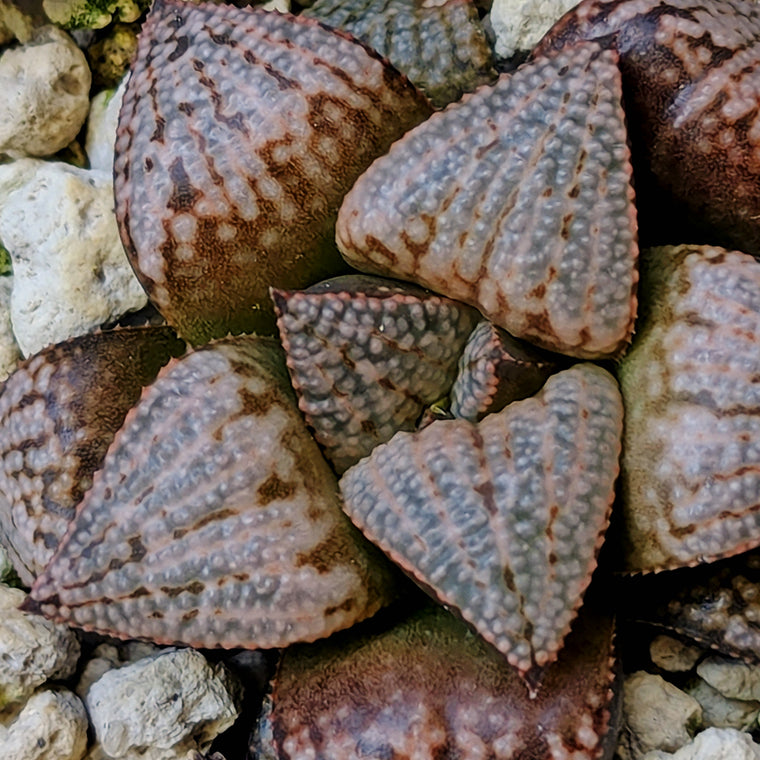 Haworthia PP661 hybrid series #21