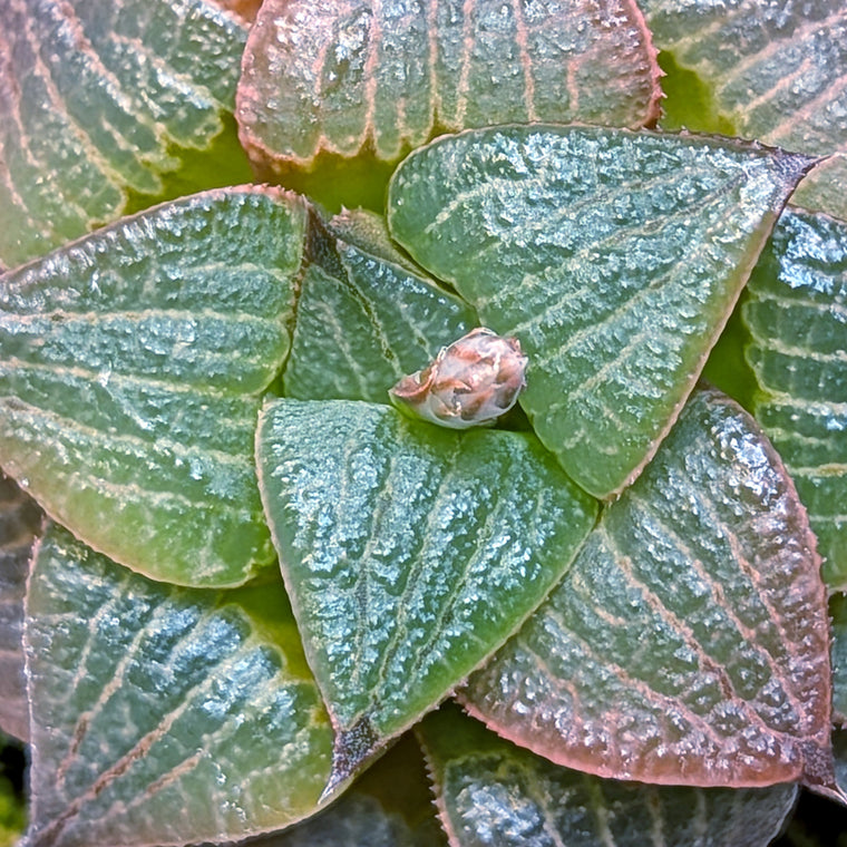 Haworthia  hybrid series PP508 #21