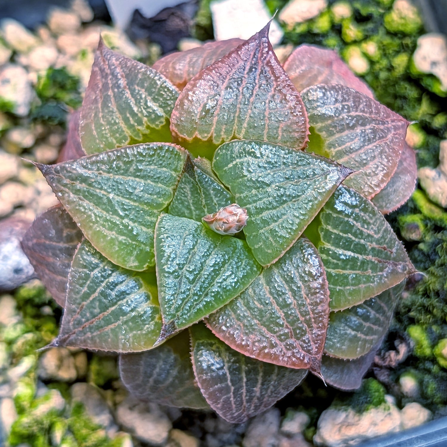 Haworthia  hybrid series PP508 #21