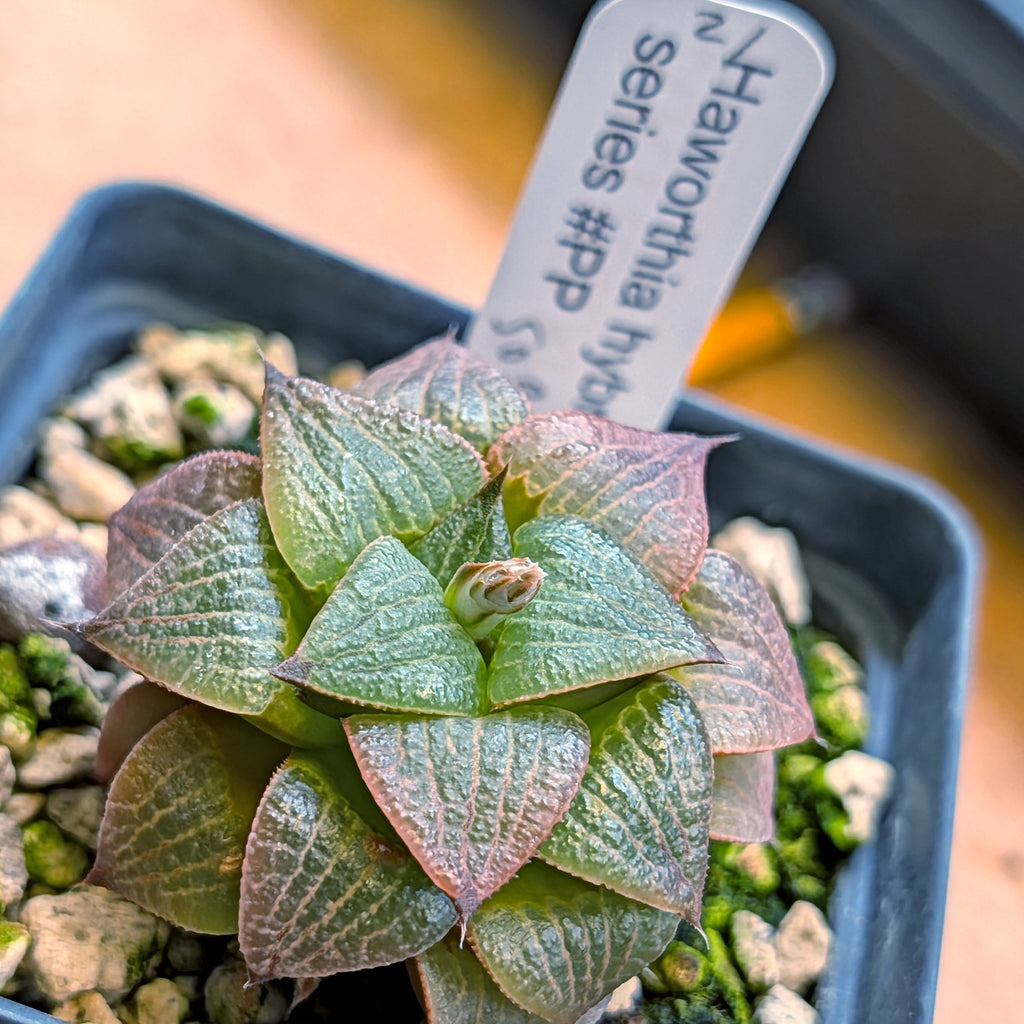 Haworthia  hybrid series PP508 #21