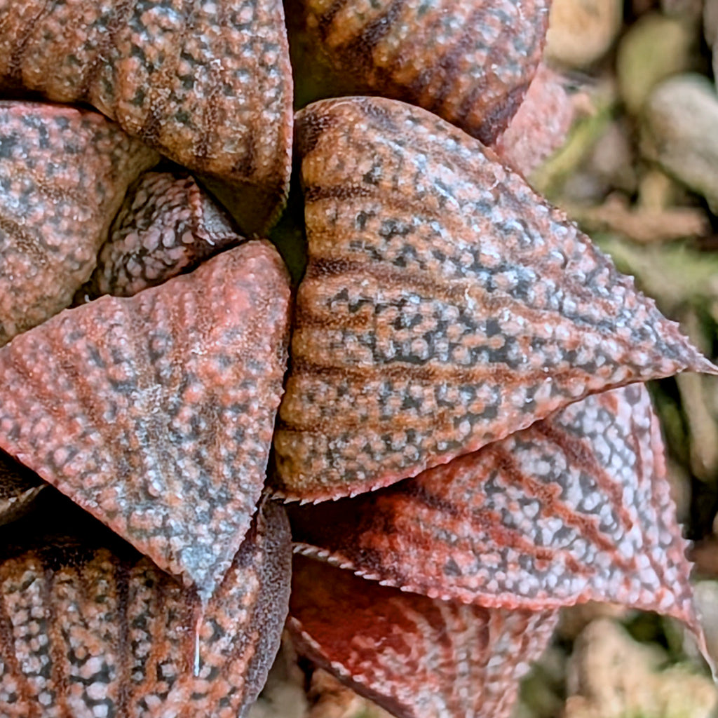 Haworthia "Black Star" hybrid series PP534  #21