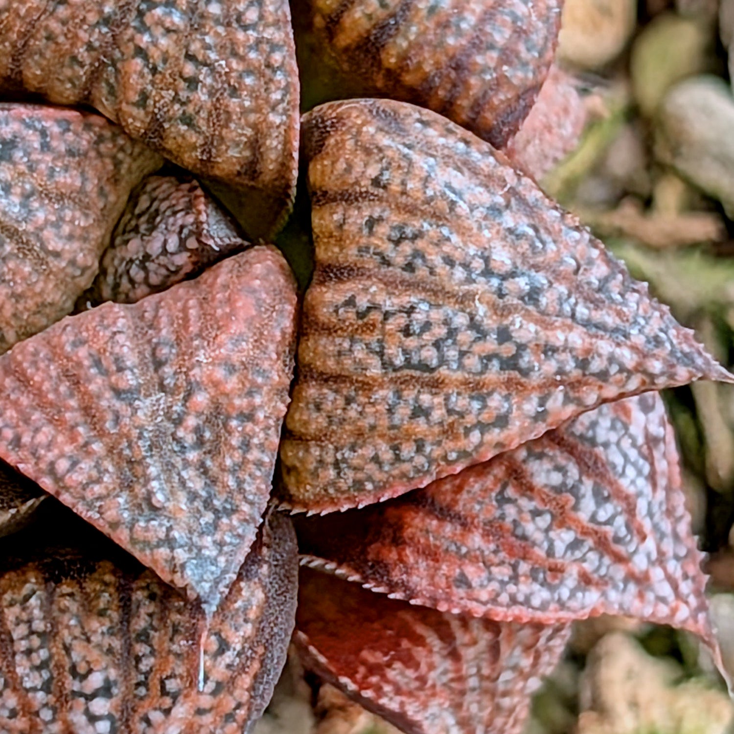 Haworthia "Black Star" hybrid series PP534  #21