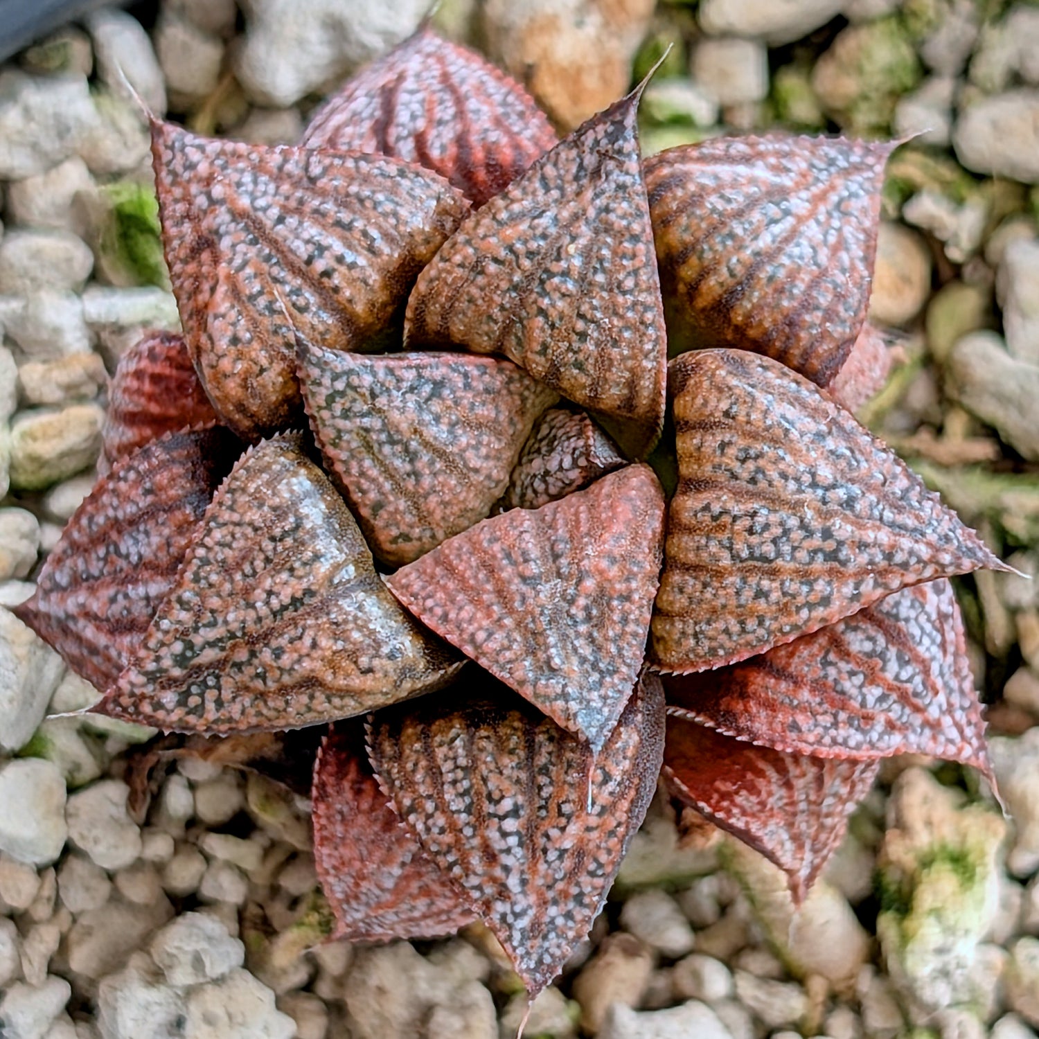 Haworthia "Black Star" hybrid series PP534  #21
