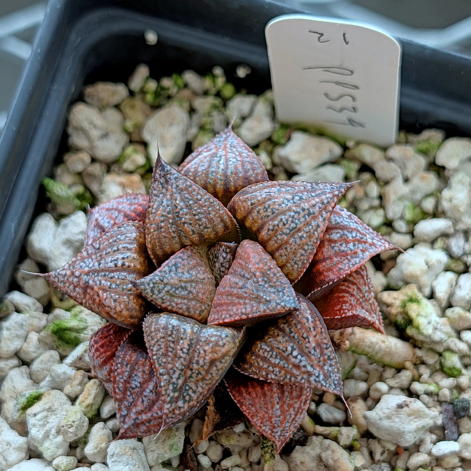 Haworthia "Black Star" hybrid series PP534  #21
