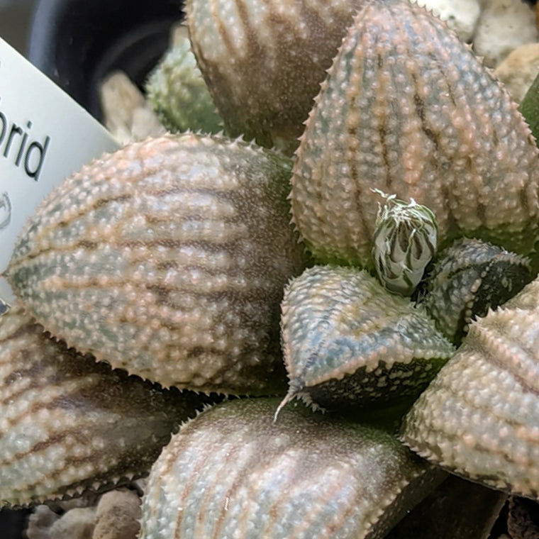Haworthia 