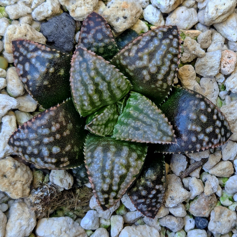 Haworthia PP625 hybrid series #21