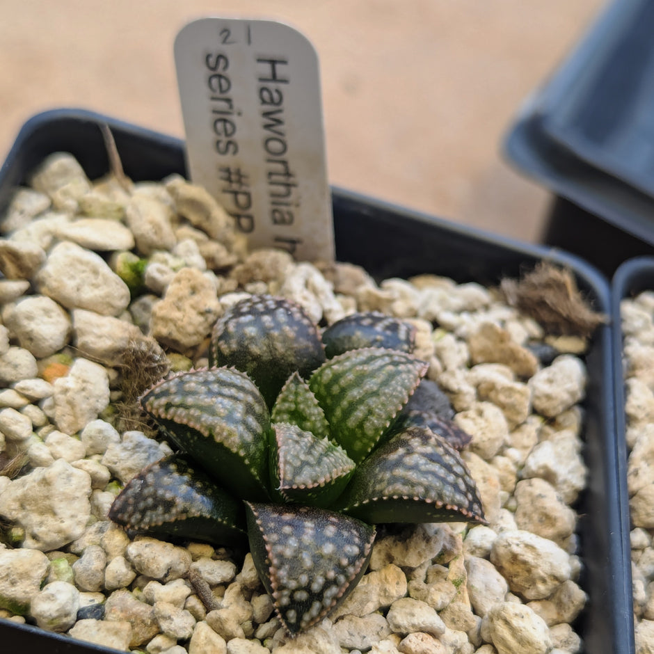Haworthia PP625 hybrid series #21