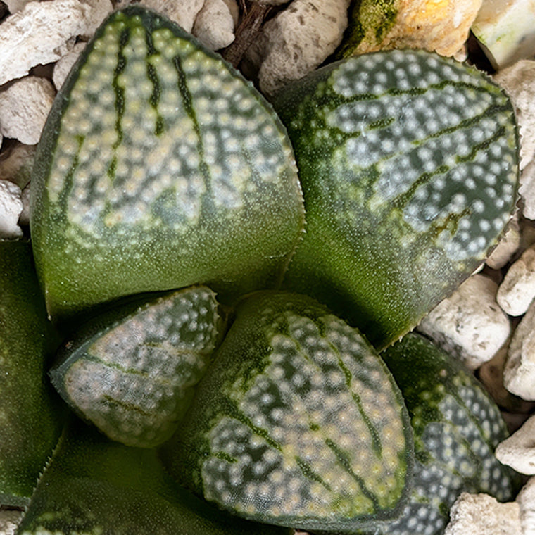 Haworthia 