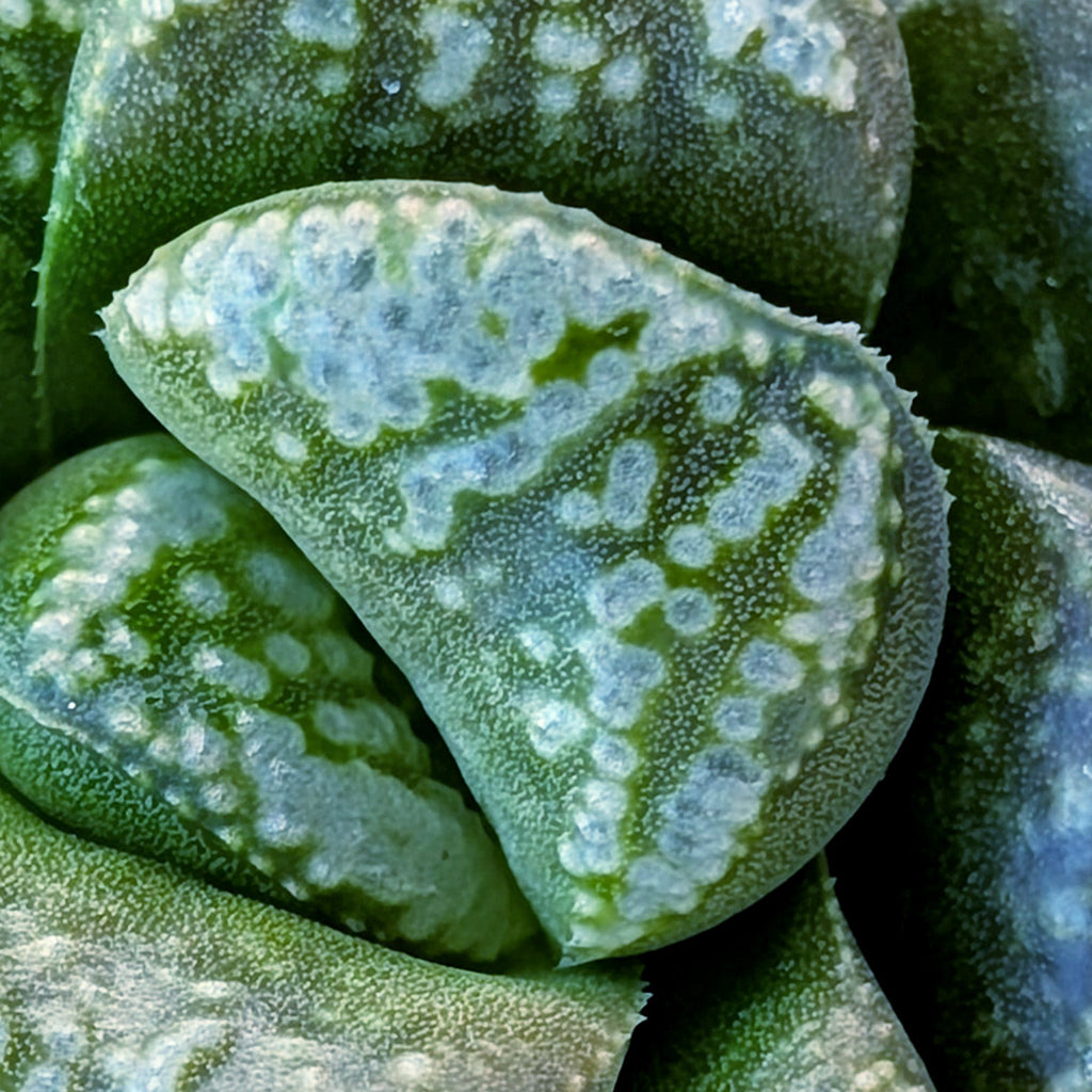 Haworthia PP671 hybrid series #21