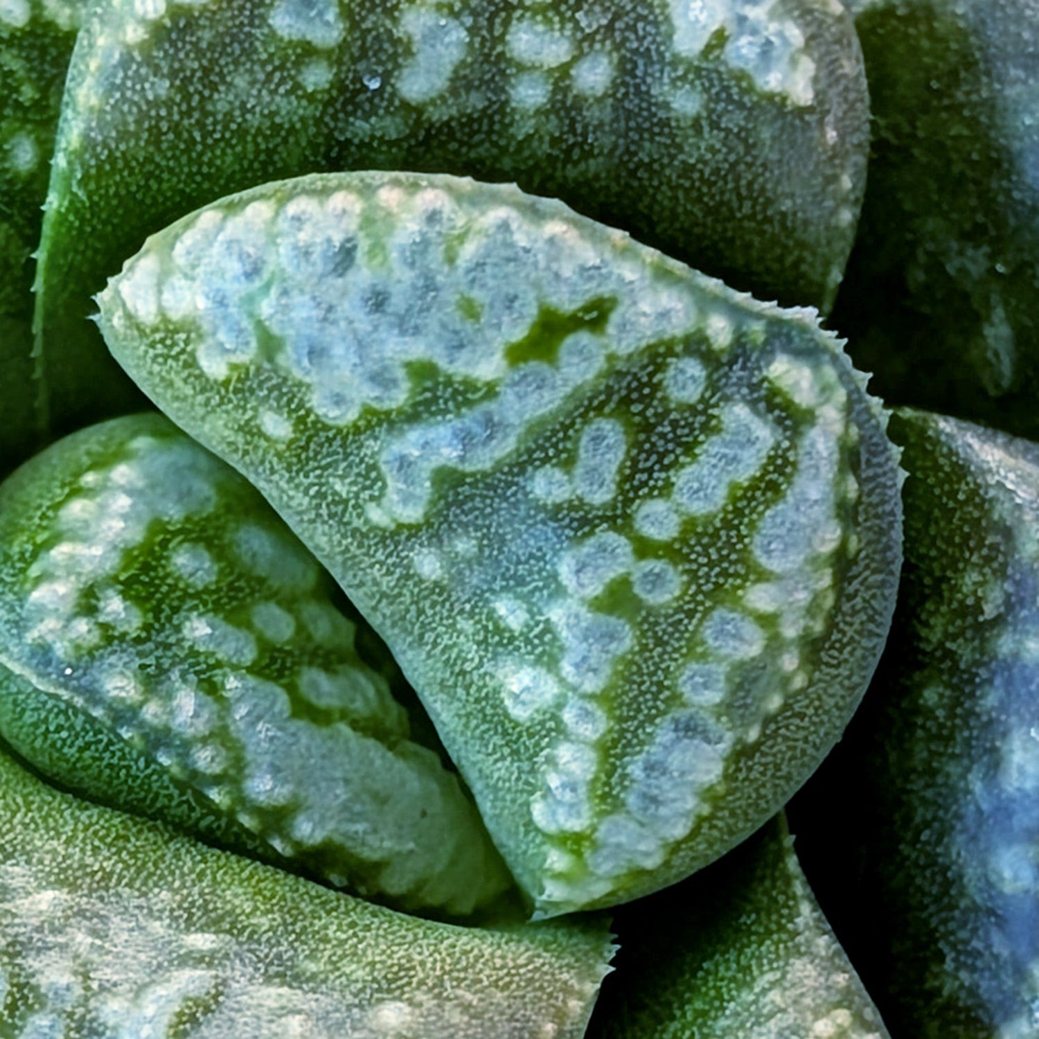 Haworthia PP671 hybrid series #21