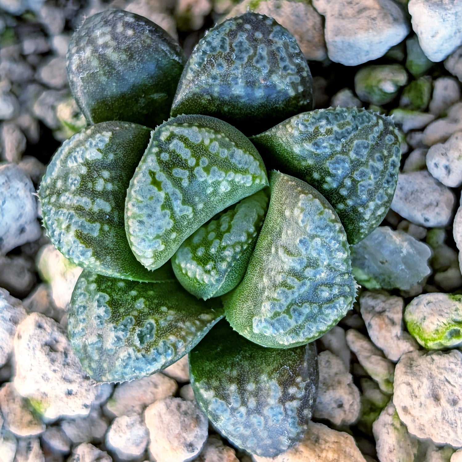 Haworthia PP671 hybrid series #21