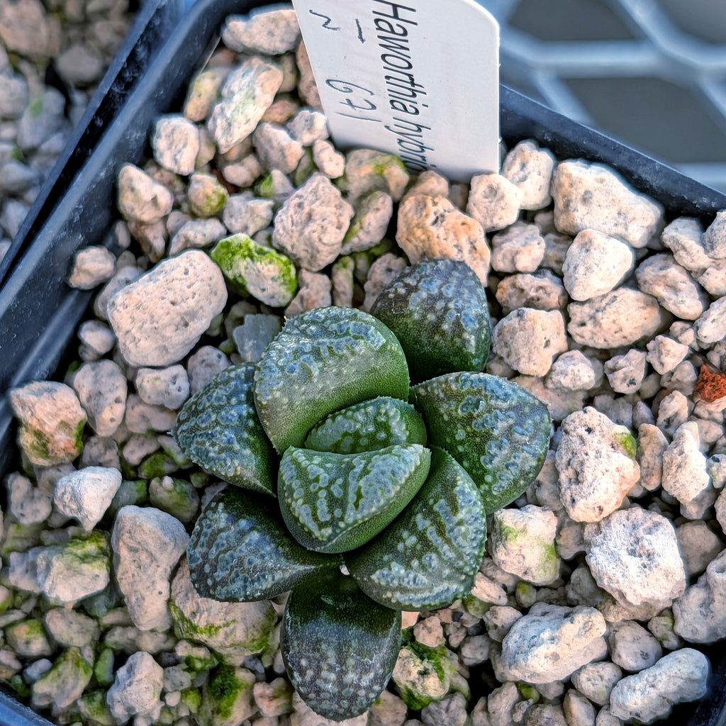 Haworthia PP671 hybrid series #21