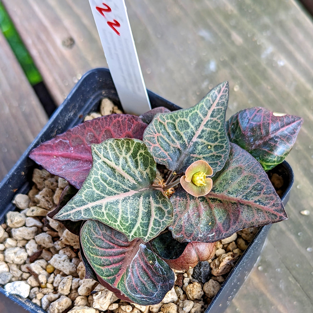 Euphorbia francoisii #22 SOLD OUT
