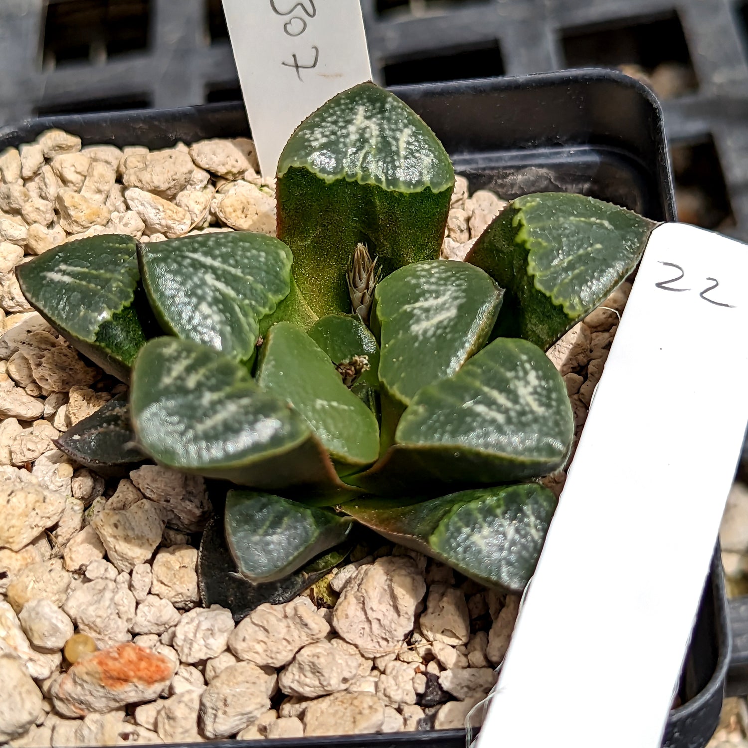 Haworthia groenewaldii hybrid series PP307 #22 SOLD OUT