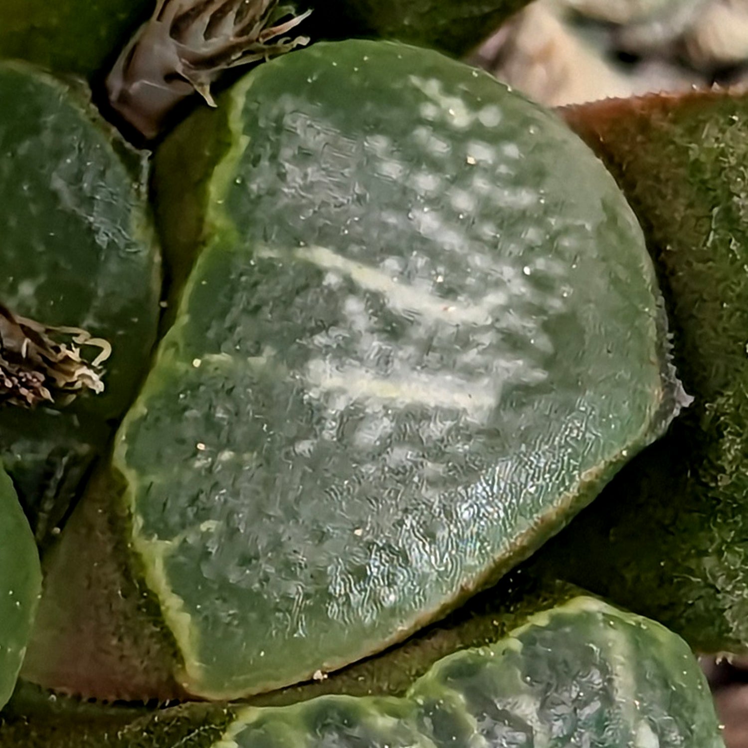 Haworthia groenewaldii hybrid series PP307 #22 SOLD OUT