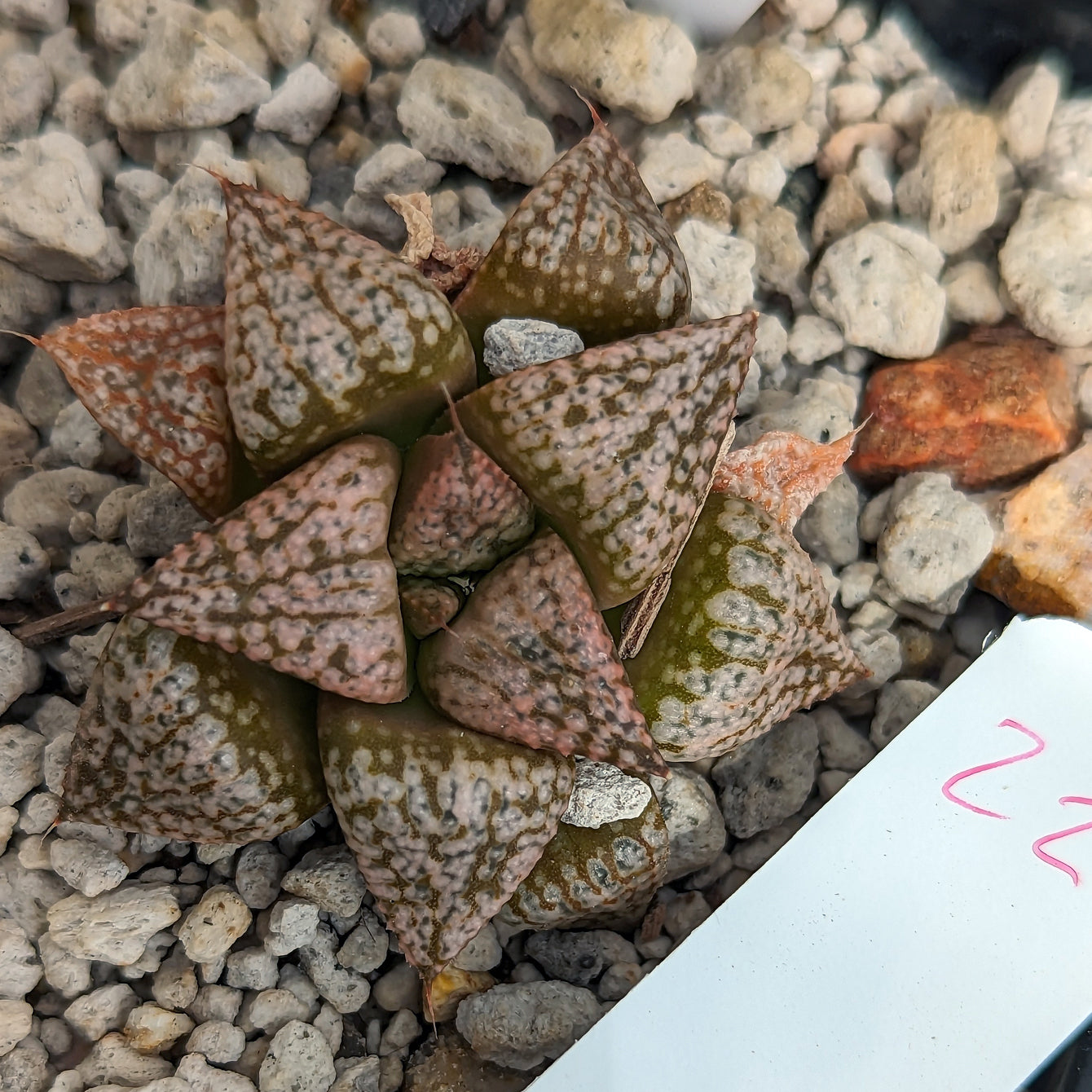 Haworthia "PP332" picta x Empress hybrid series #22 SOLD OUT
