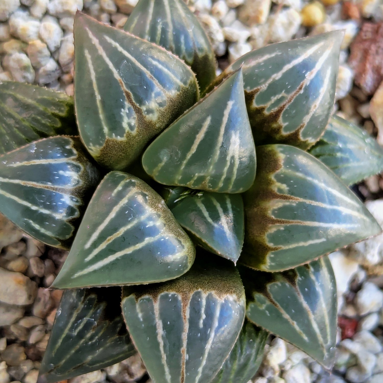 Haworthia PP642 "White Widow" hybrid series #22