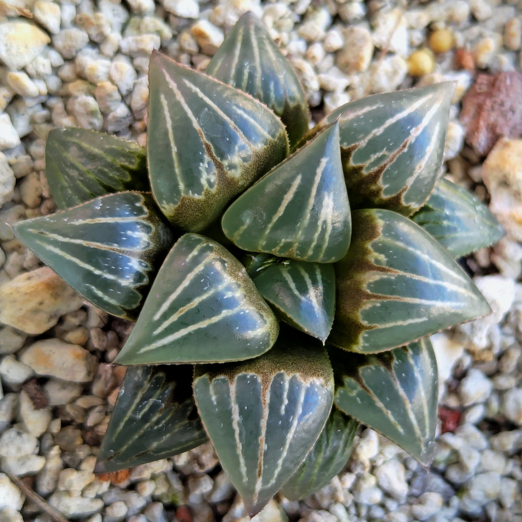 Haworthia PP642 "White Widow" hybrid series #22