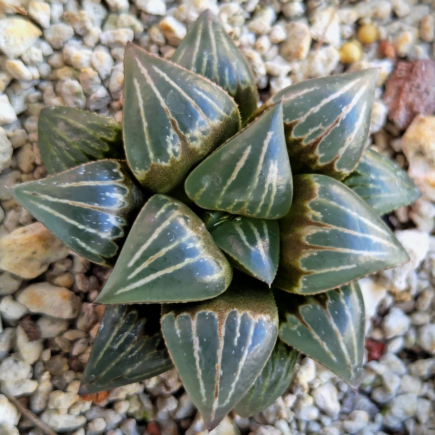 Haworthia PP642 "White Widow" hybrid series #22