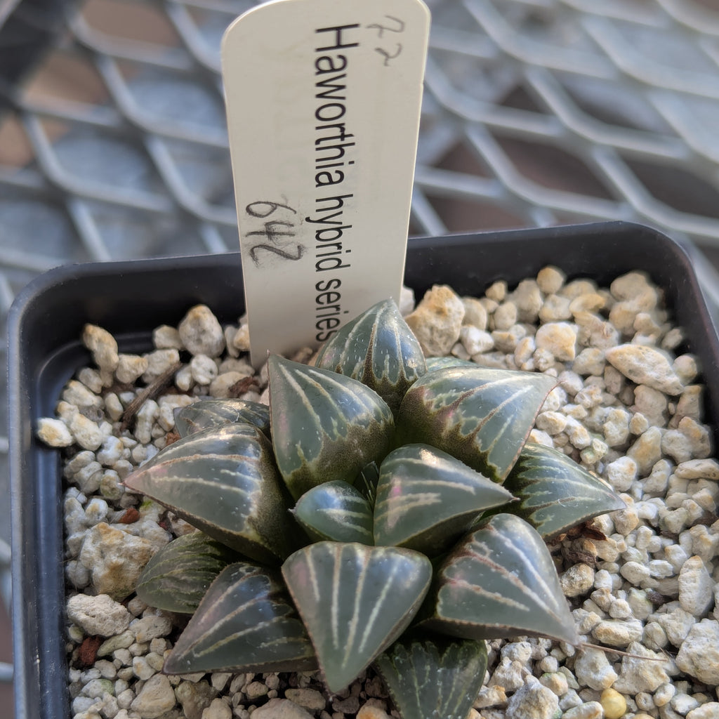 Haworthia PP642 "White Widow" hybrid series #22
